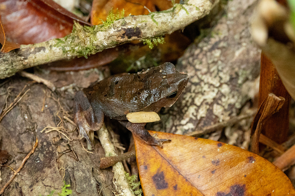 Para Toad