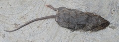 Peromyscus gratus