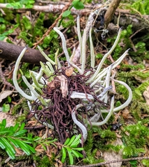 Exobasidium parvifolii