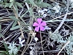 Phlox woodhousei