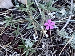 Phlox woodhousei