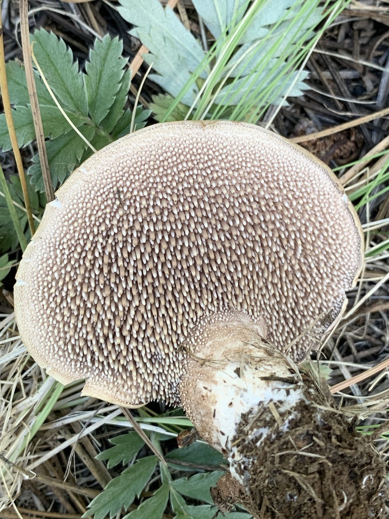 Sarcodon sp. 'leucopus-TAC268'