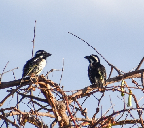 Spot-flanked Barbet (Tricholaema lacrymosa), photo 10