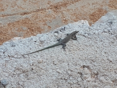 Dalmatolacerta oxycephala