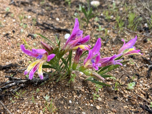 Babiana pilosa