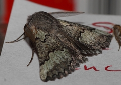 Drepanogynis interscripta