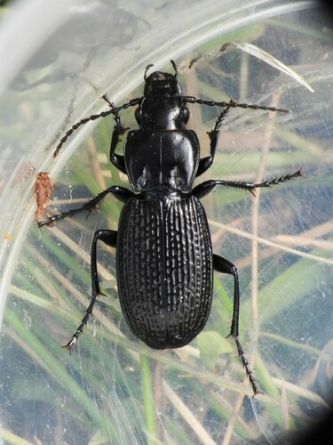 Pterostichus cribratus