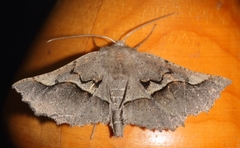 Drepanogynis sinuata