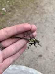 Phanogomphus descriptus