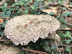Boletellus ananas image
