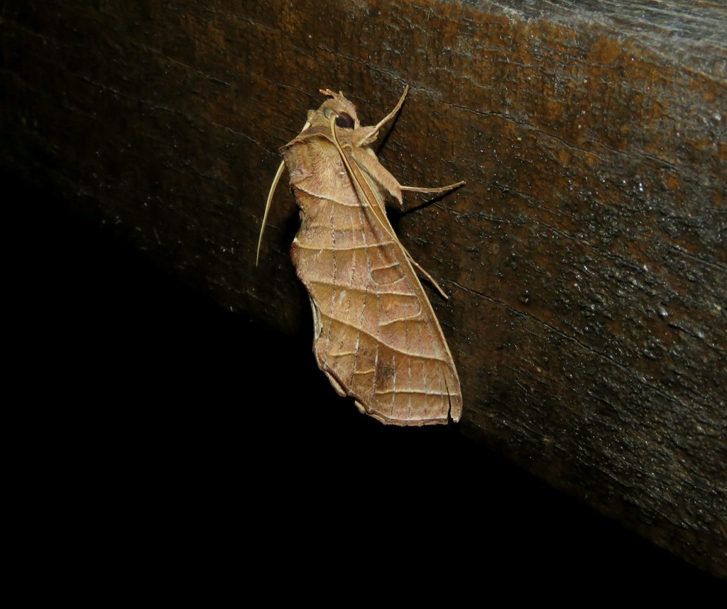 Antaea lichyi