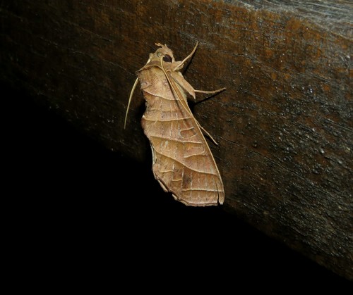 Antaea lichyi