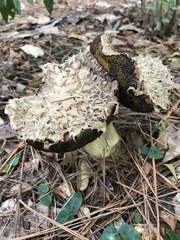 Media resource of Boletellus ananas