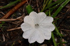 Ipomoea pes-tigridis