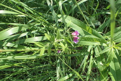 Lathyrus palustris