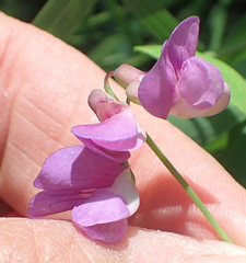 Lathyrus palustris