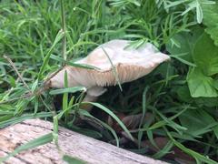 Chlorophyllum hortense