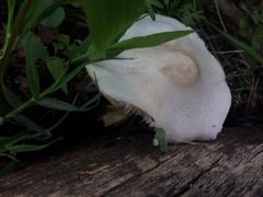 Chlorophyllum hortense