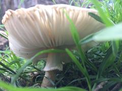 Chlorophyllum hortense