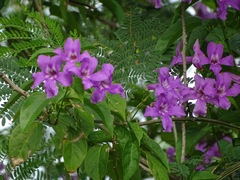 Bignonia diversifolia