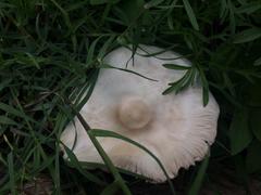 Chlorophyllum hortense