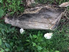 Chlorophyllum hortense