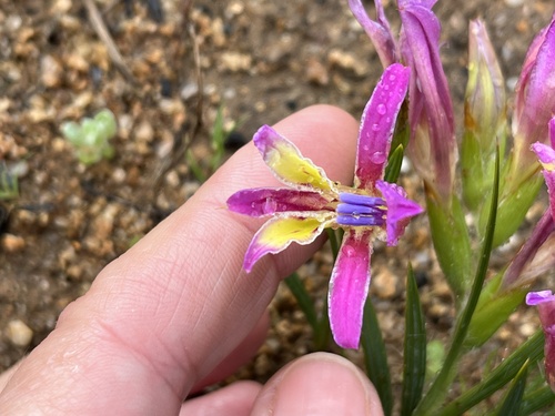 Image of Babiana pilosa by (c) Charleen Brunke, some rights reserved (CC BY)