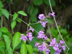 Fridericia floribunda