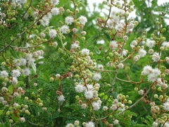 Mimosa bahamensis
