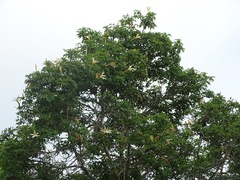 Ceiba aesculifolia