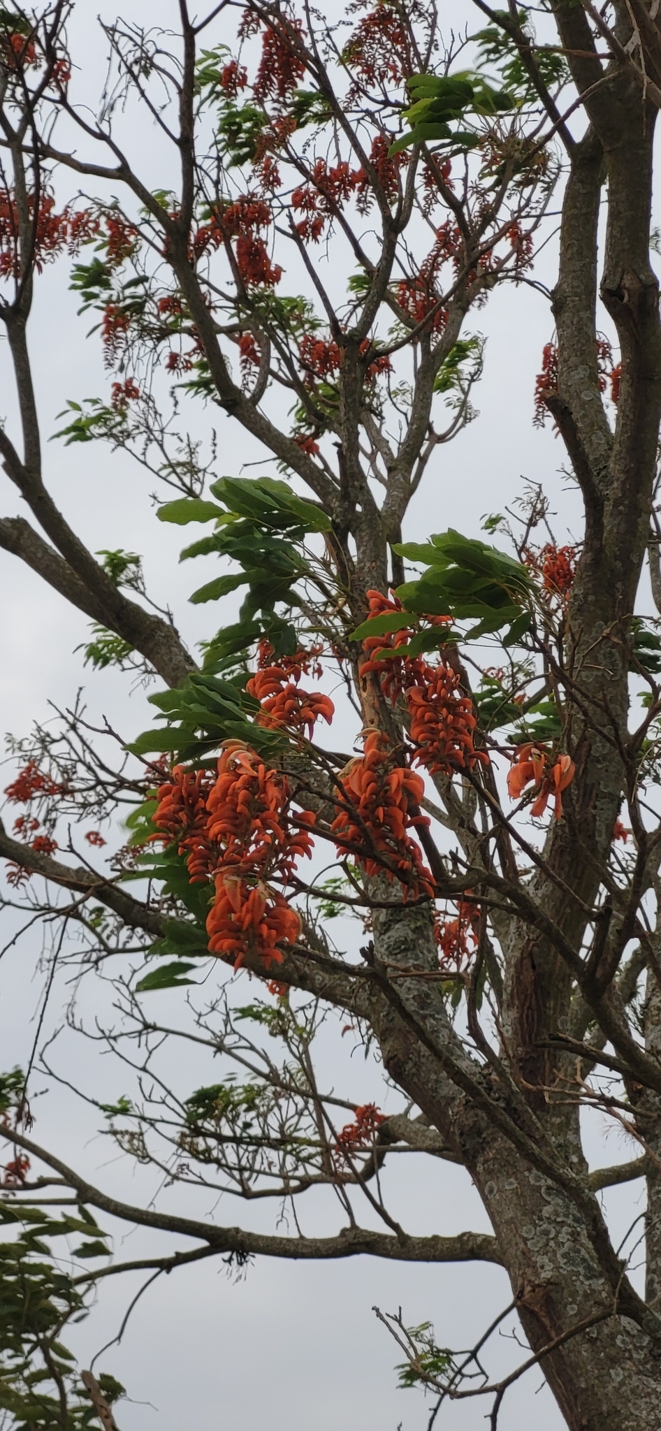 Erythrina falcata