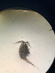 Microcyclops