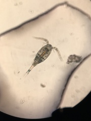 Microcyclops
