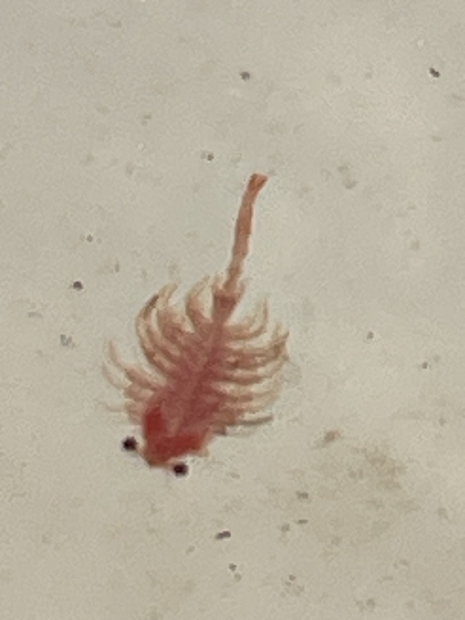Artemia monica Verrill, 1869