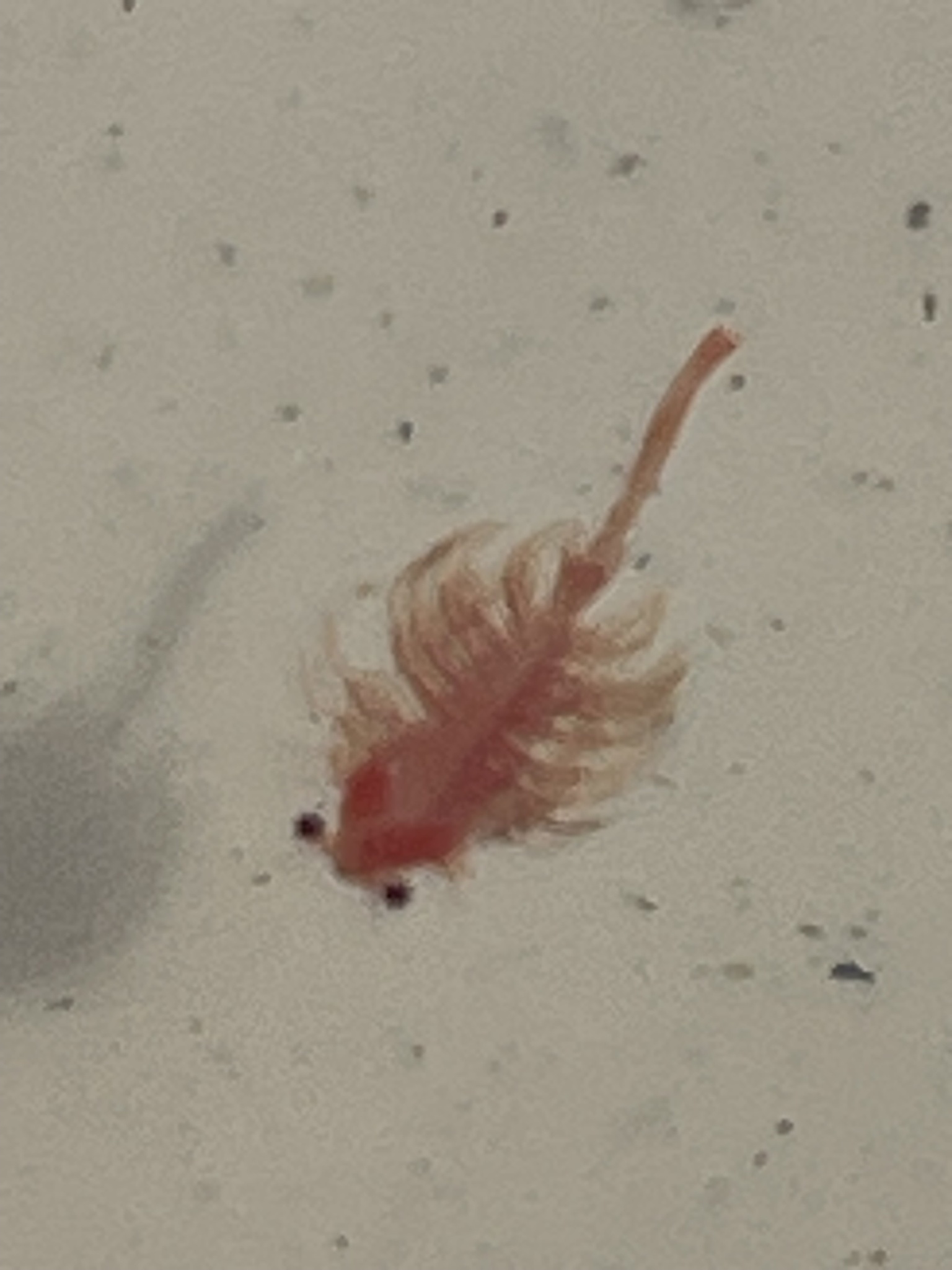Artemia monica Verrill, 1869