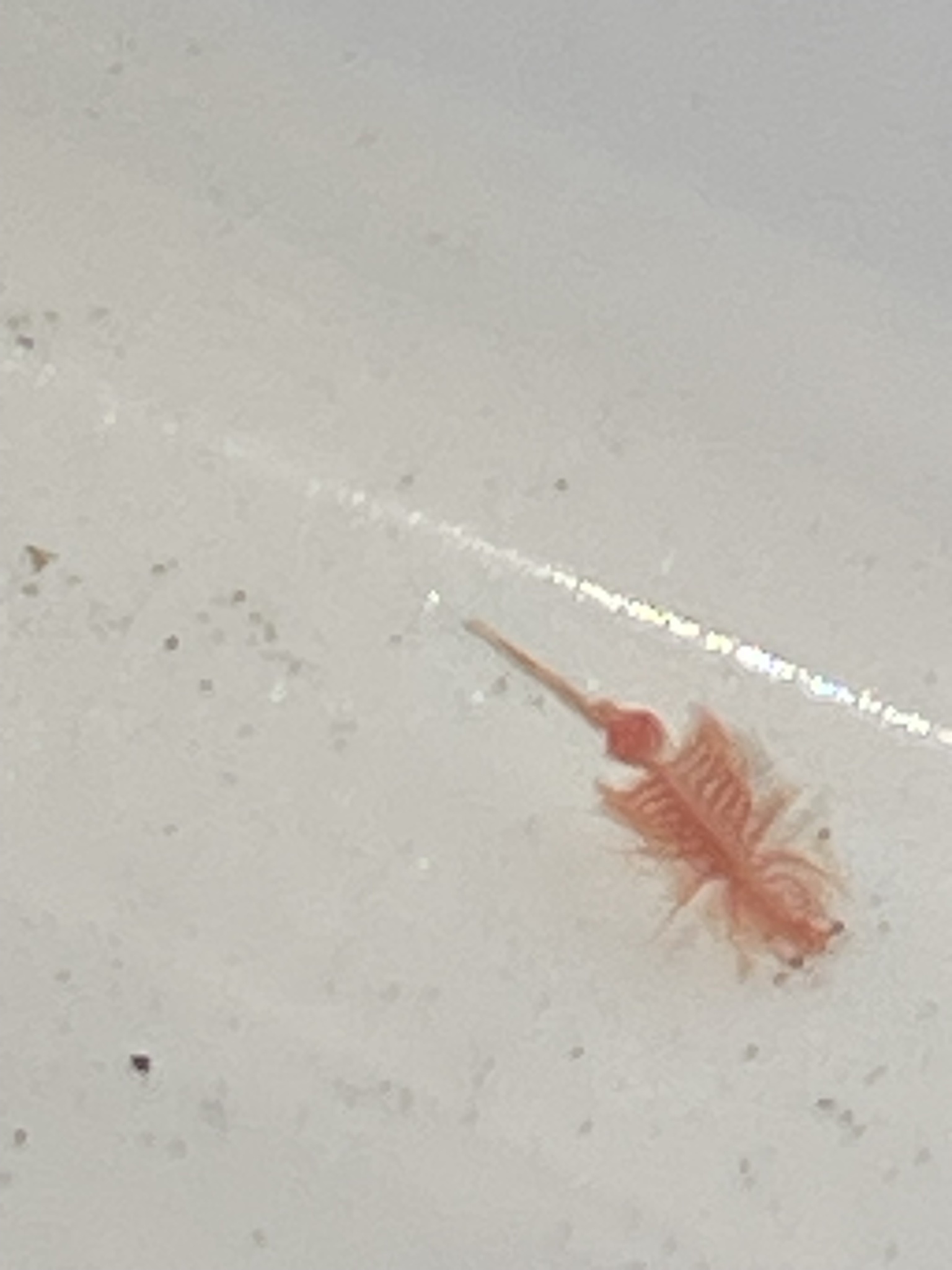 Artemia monica Verrill, 1869