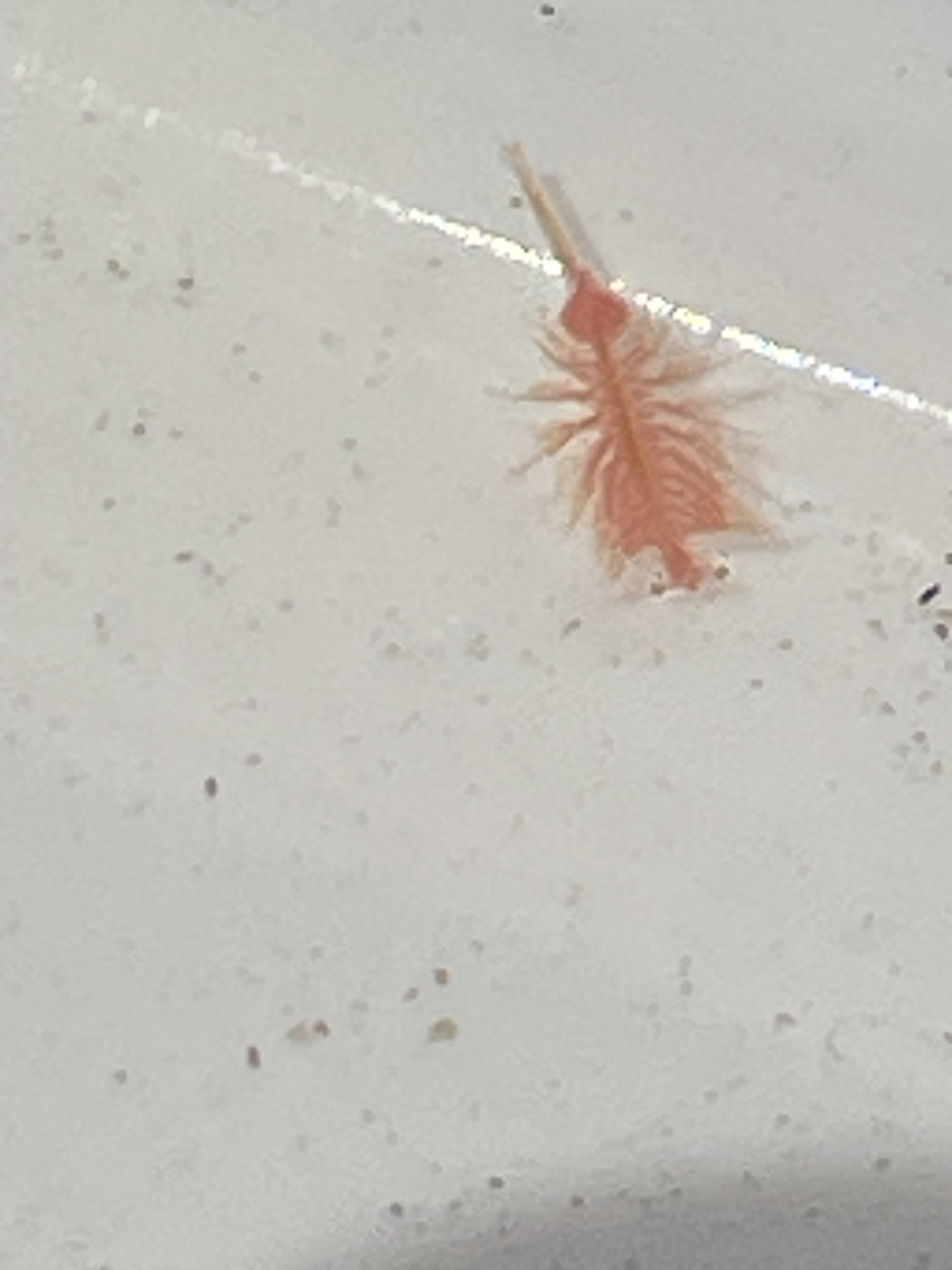 Artemia monica Verrill, 1869