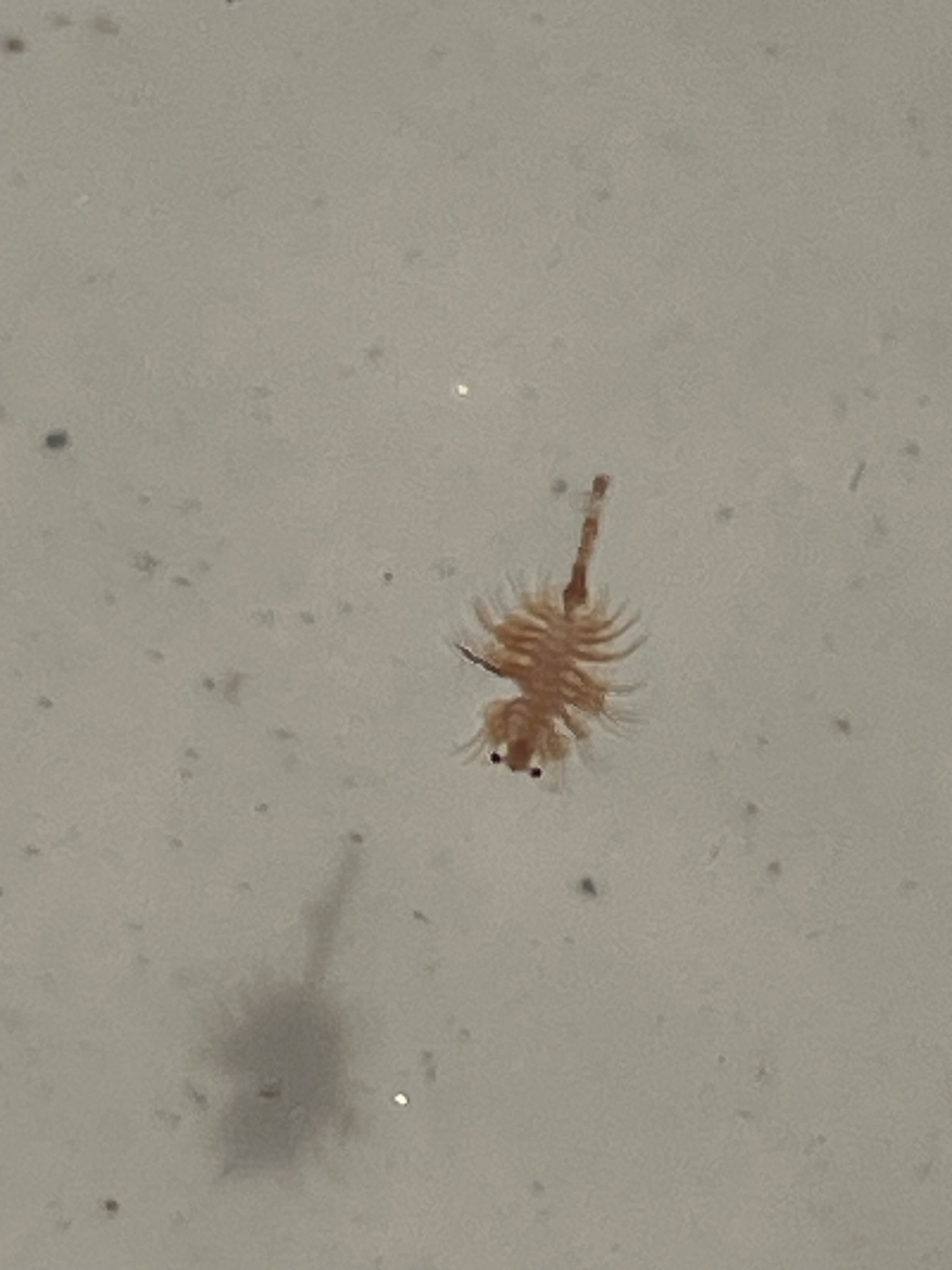 Artemia monica Verrill, 1869