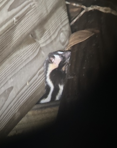 トウブマダラスカンク