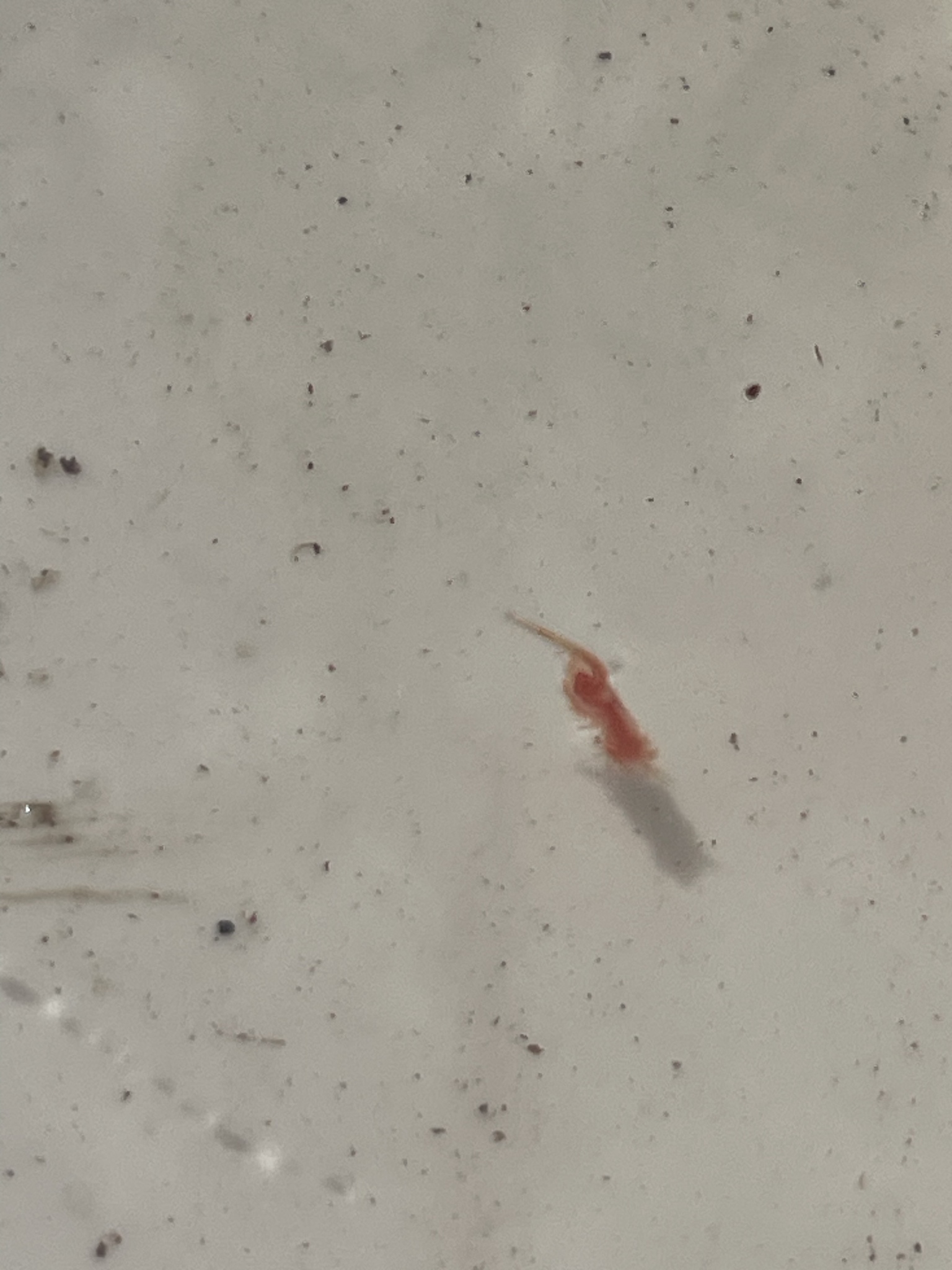 Artemia monica Verrill, 1869