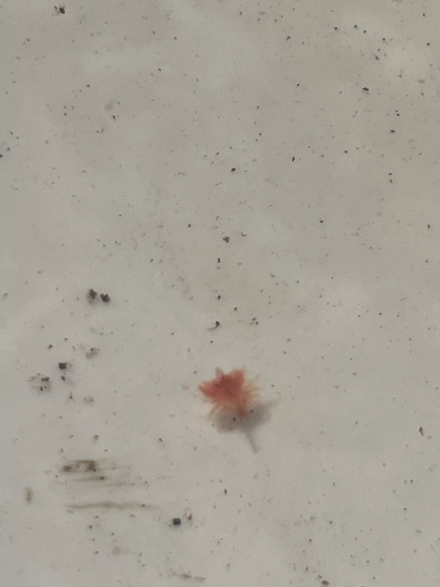 Artemia monica Verrill, 1869