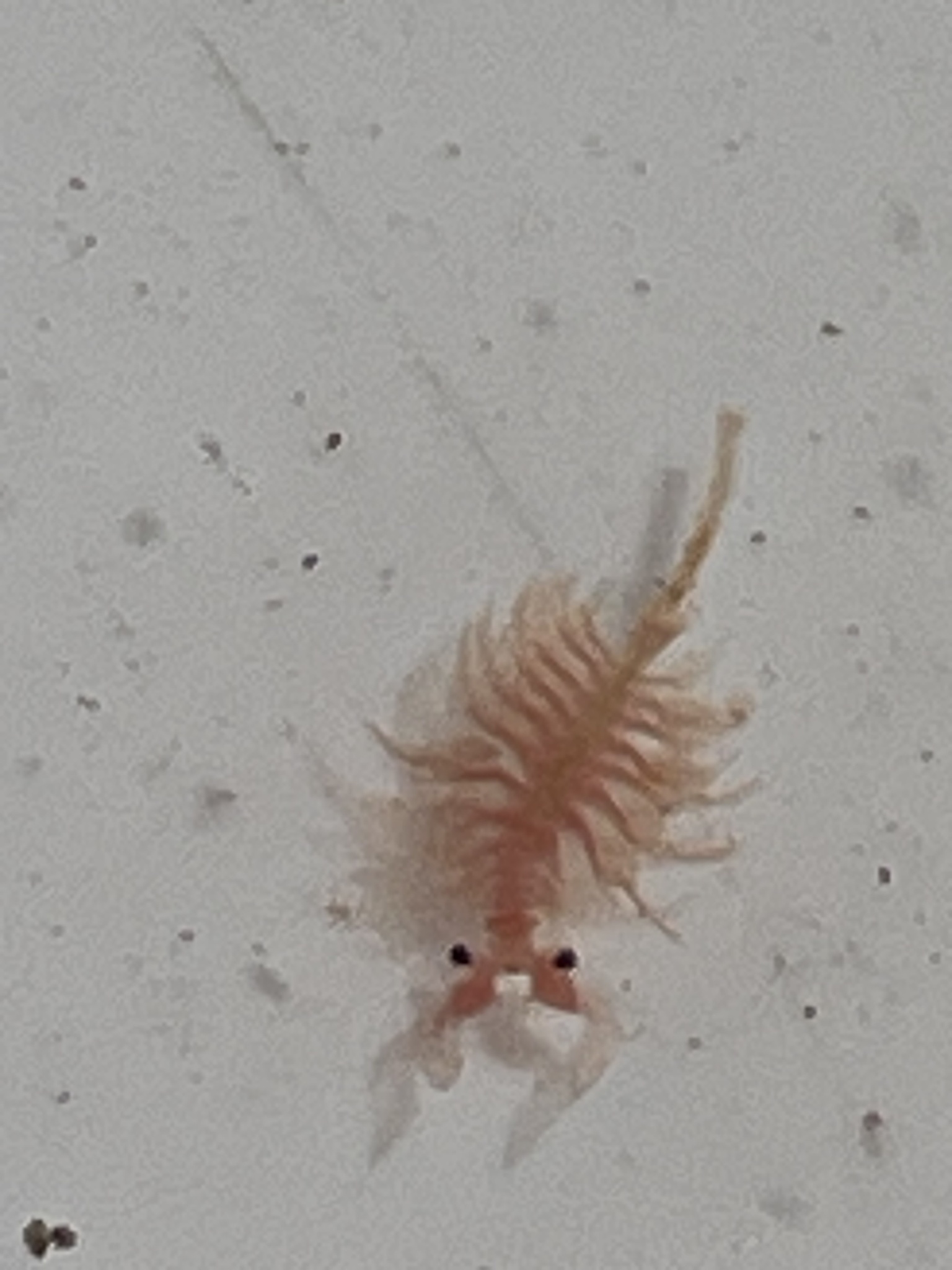 Artemia monica Verrill, 1869