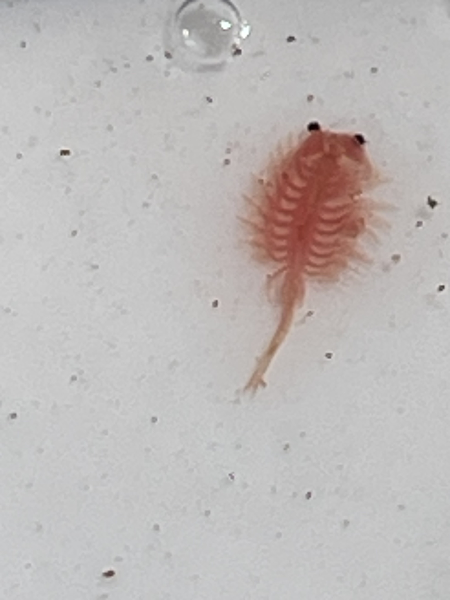 Artemia monica Verrill, 1869