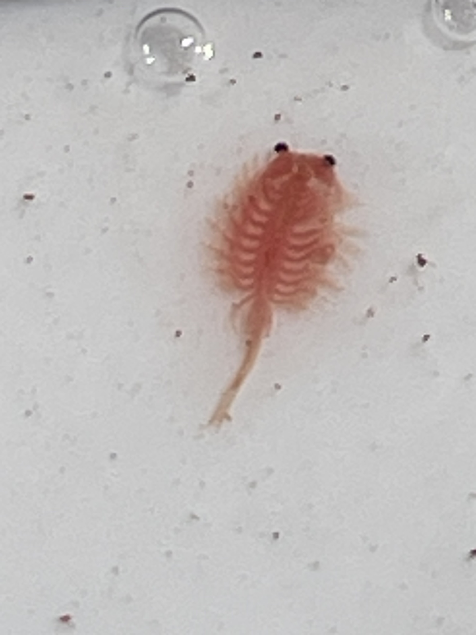 Artemia monica Verrill, 1869
