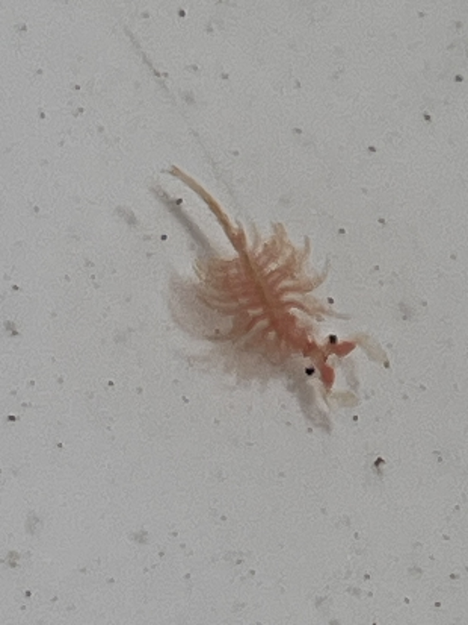 Artemia monica Verrill, 1869