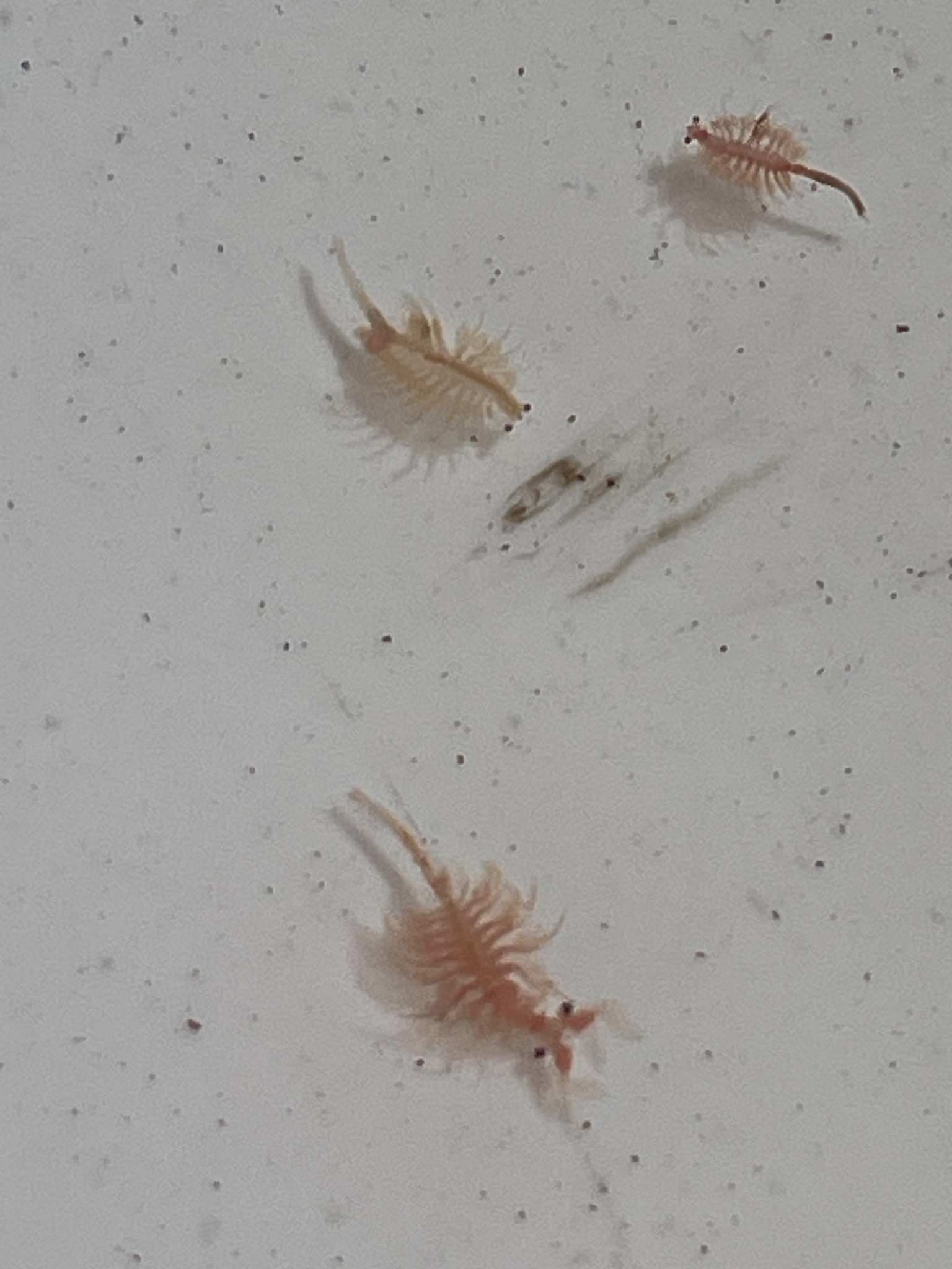 Artemia monica Verrill, 1869