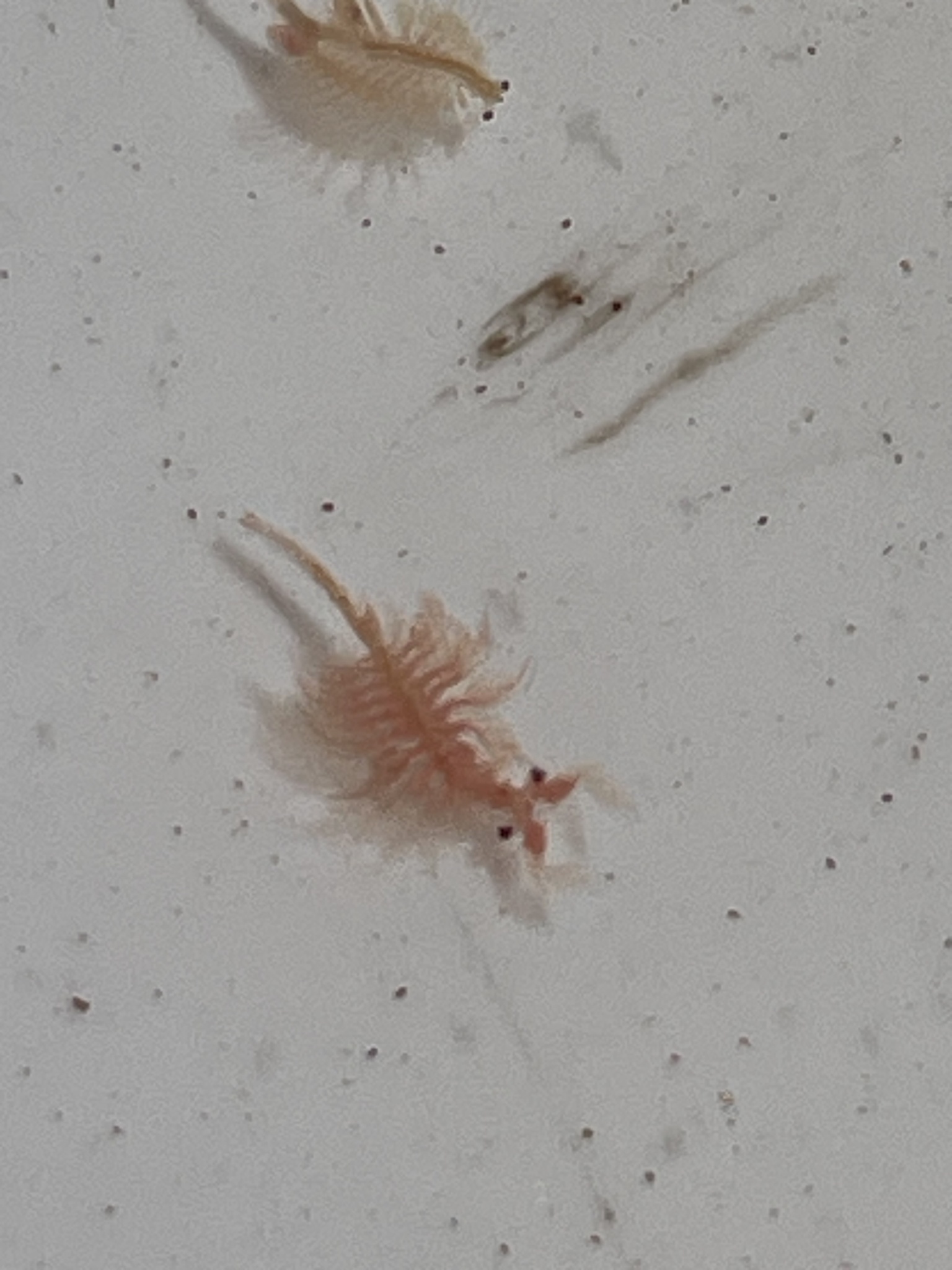 Artemia monica Verrill, 1869