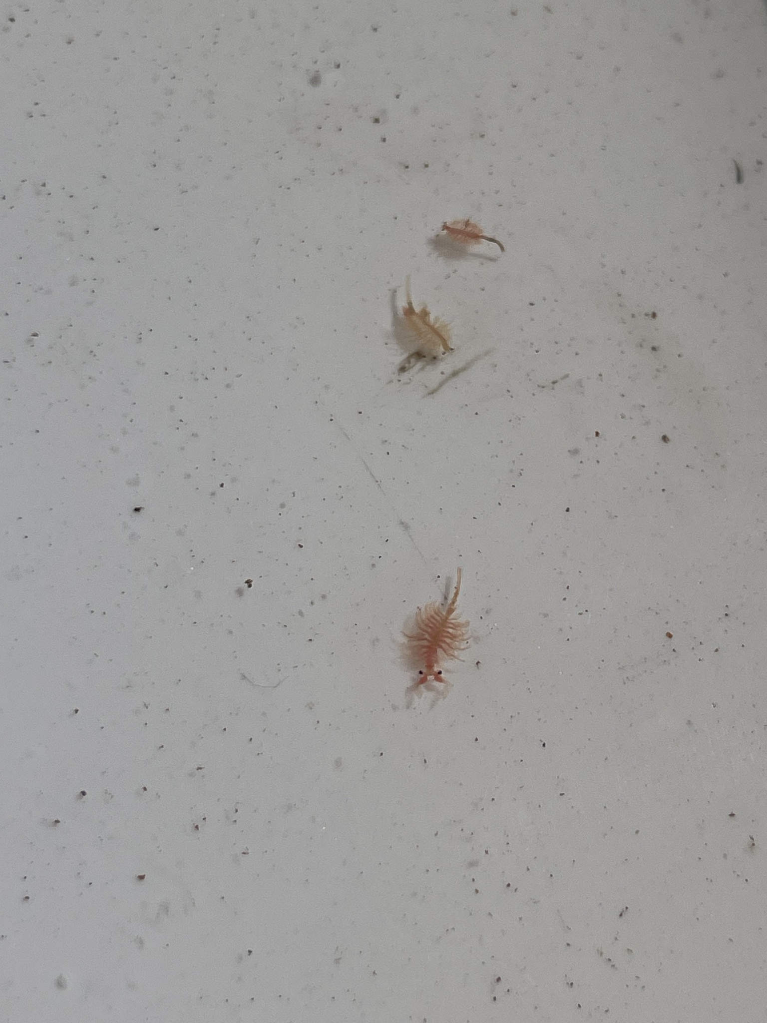 Artemia monica Verrill, 1869