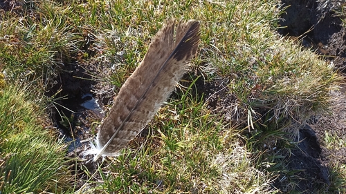Plume de Aigle ibérique