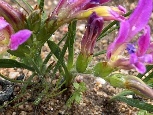 Image of Babiana pilosa by (c) Charleen Brunke, some rights reserved (CC BY)